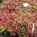 Nandina domestica 'Fire Power' automne